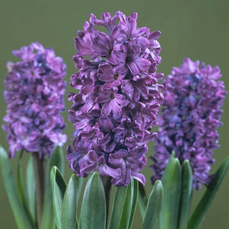 Hyacinth Floral Absolute Oils 1
